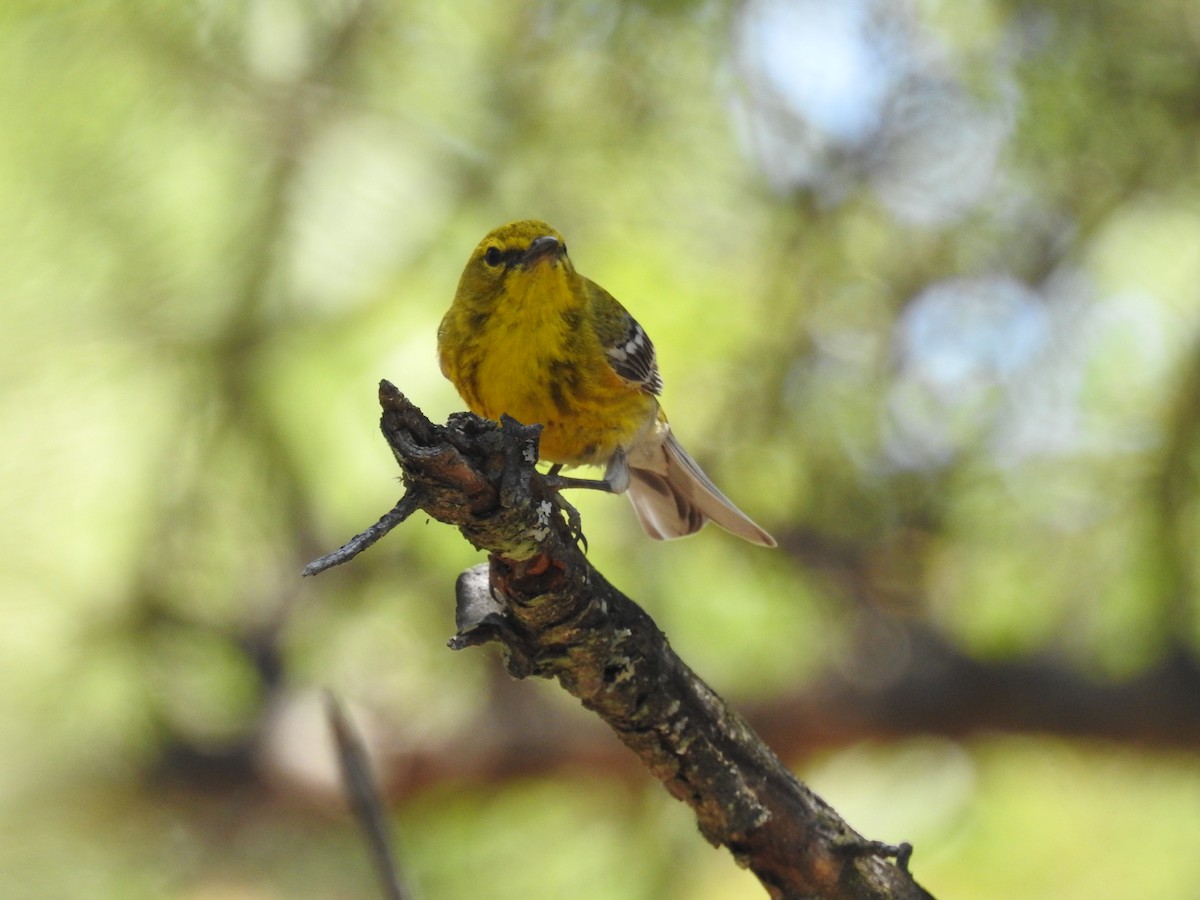 Pine Warbler - ML620716855