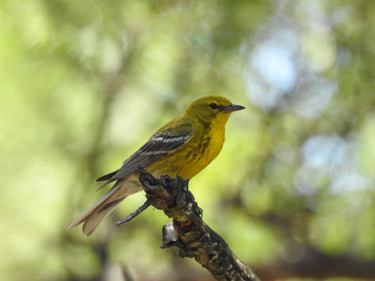 Pine Warbler - ML620716856