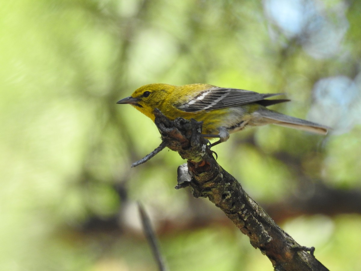 Pine Warbler - ML620716859