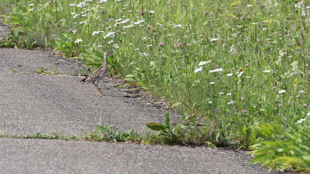 Upland Sandpiper - ML620716863