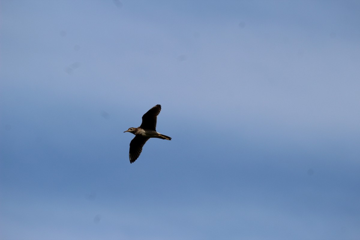 Upland Sandpiper - ML620716864