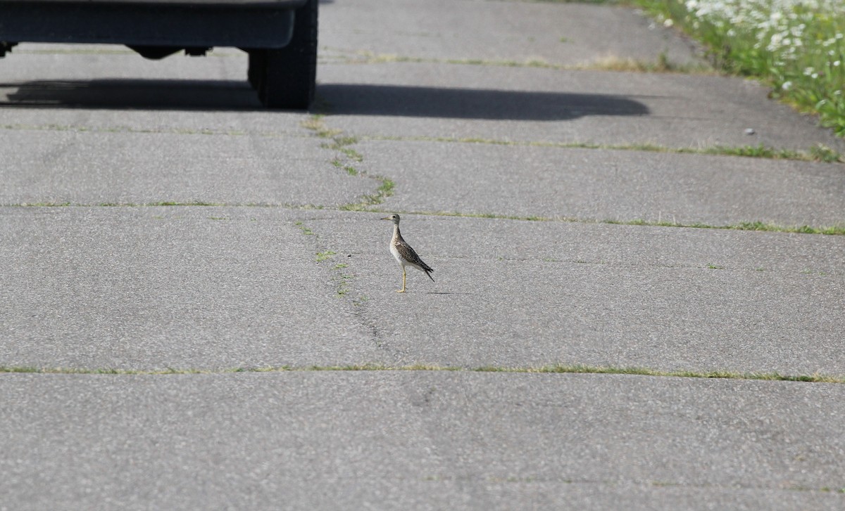 Upland Sandpiper - ML620716865