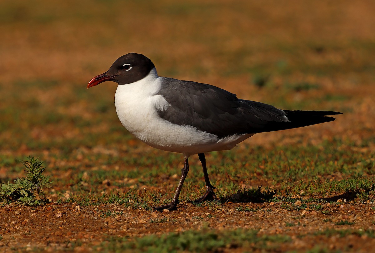 Gaviota Guanaguanare - ML620716867