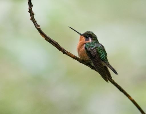 Colibrí Gorjipúrpura - ML620716868