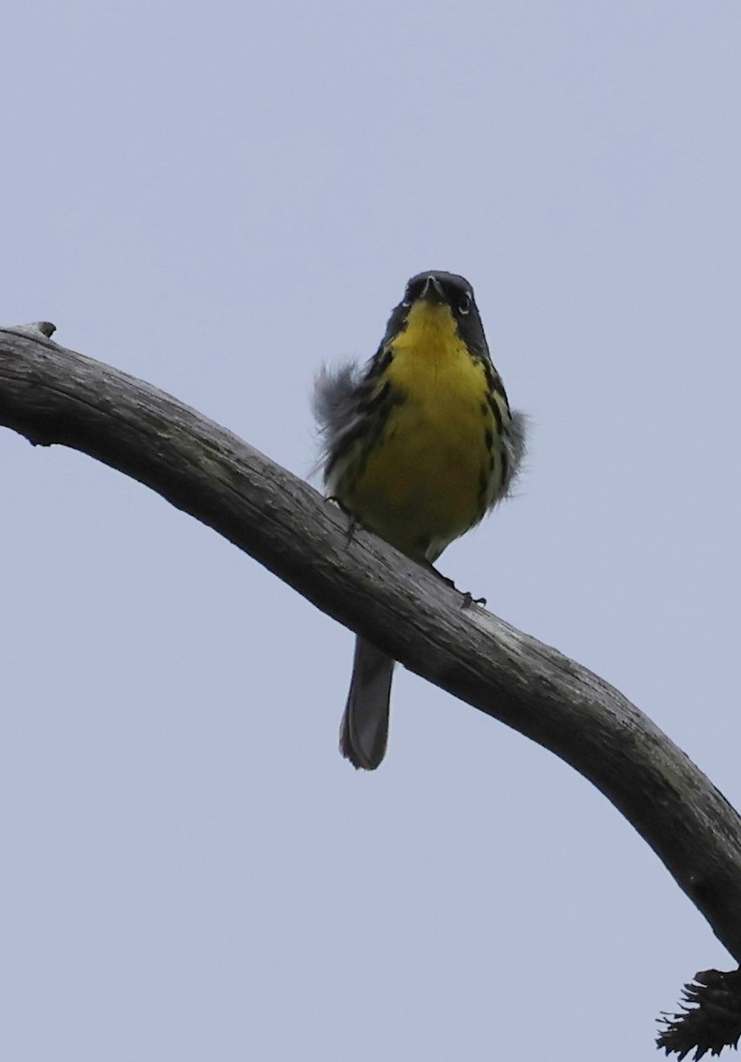 Kirtland's Warbler - Judith Birkel