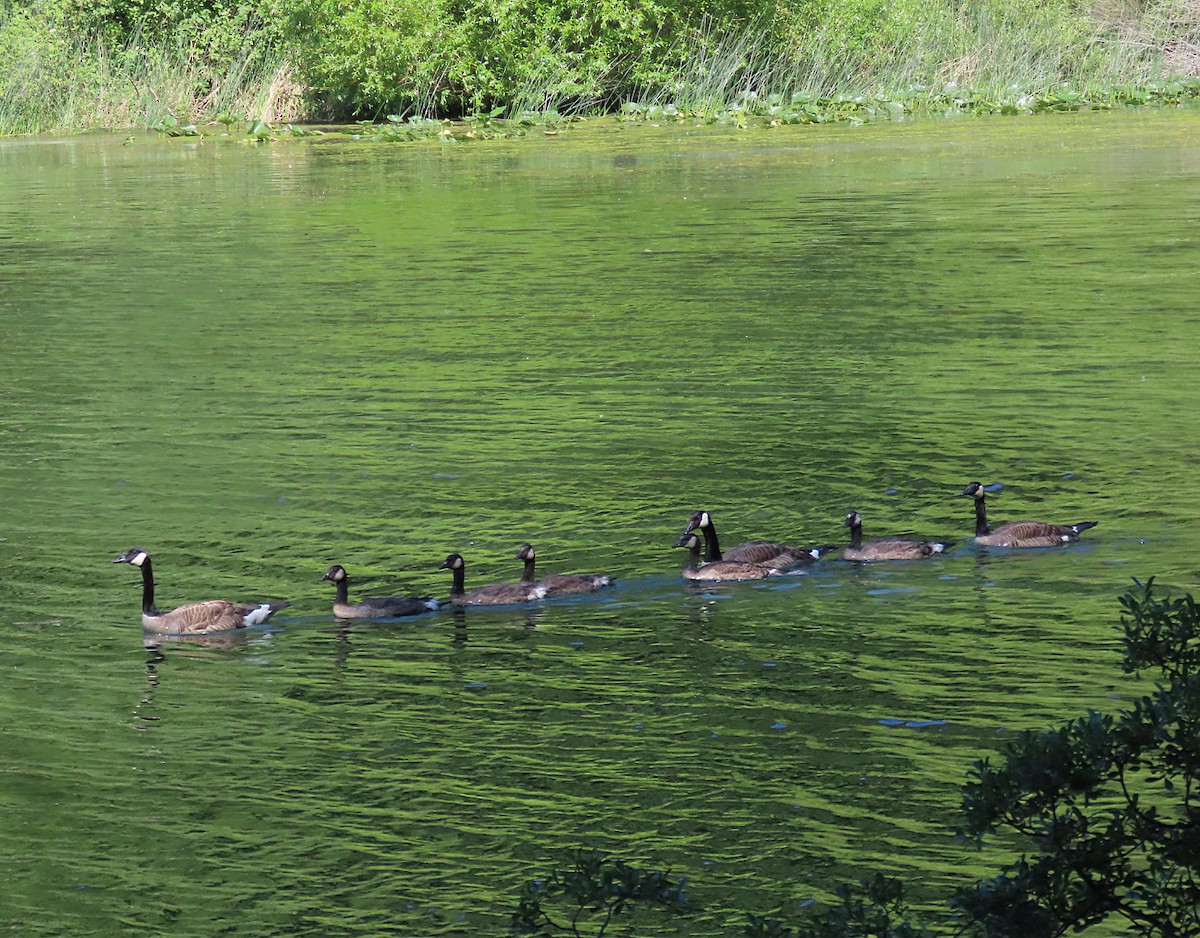 Canada Goose - ML620716871