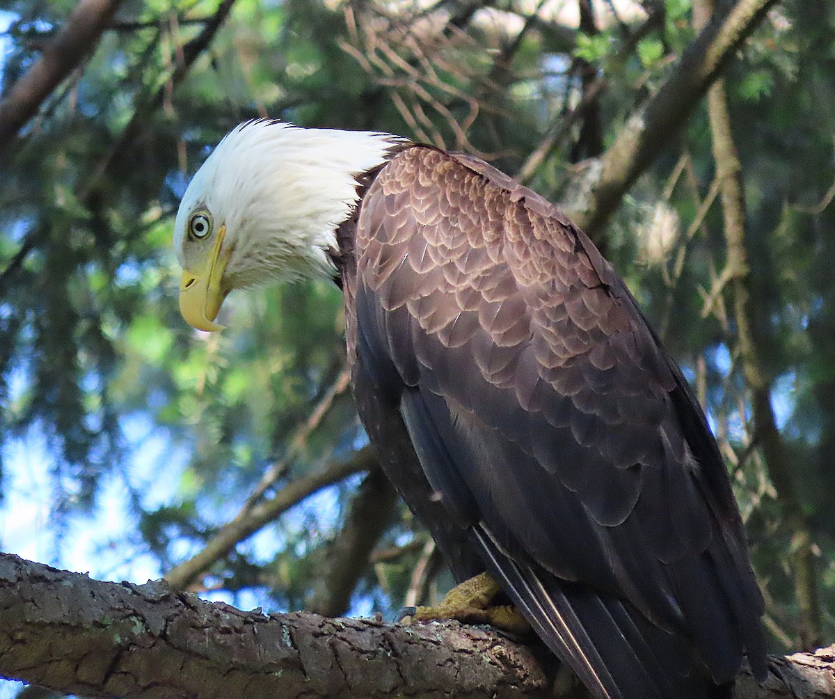 Bald Eagle - ML620716877