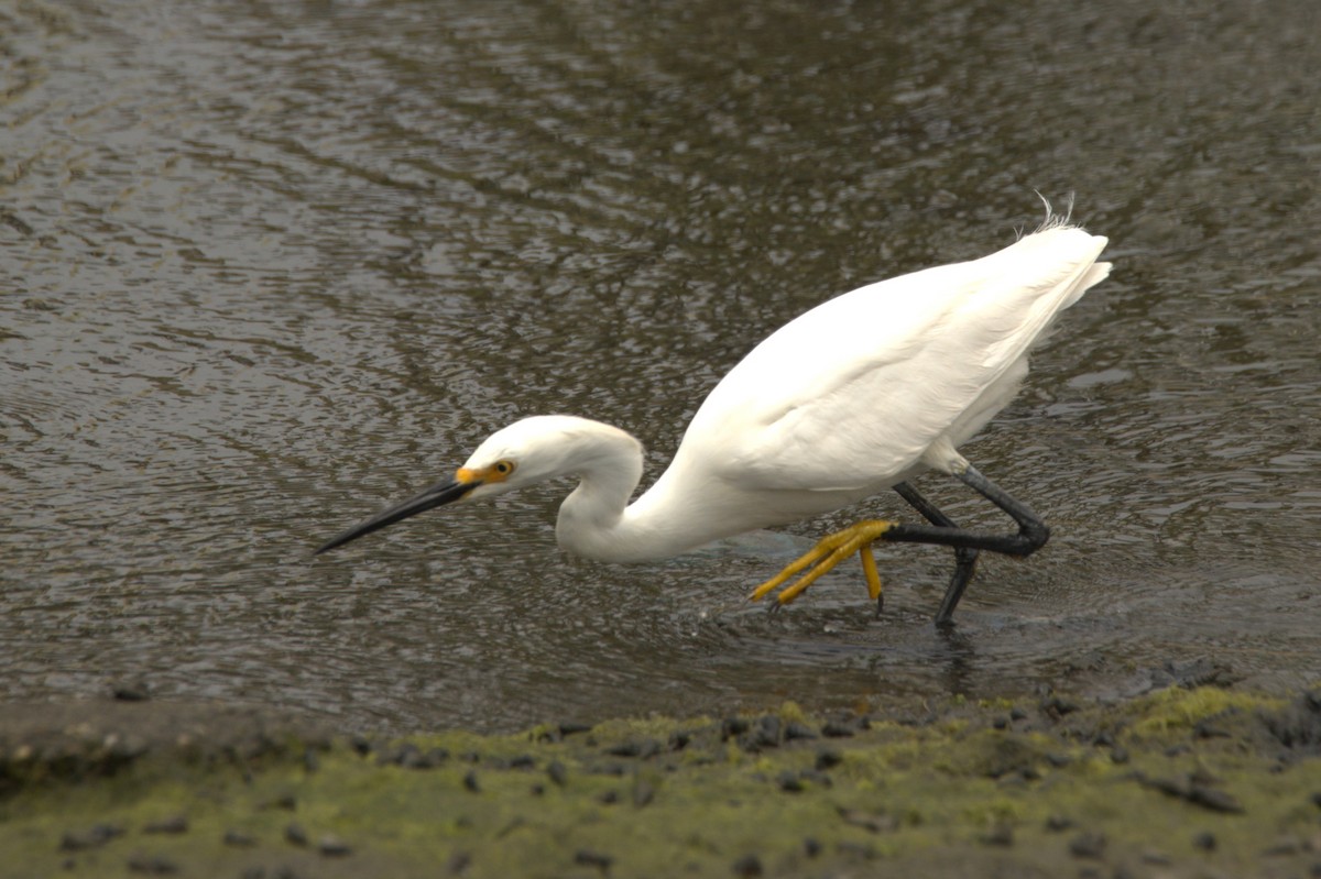 Snowy Egret - ML620716878