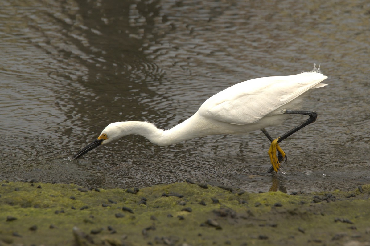 Snowy Egret - ML620716879