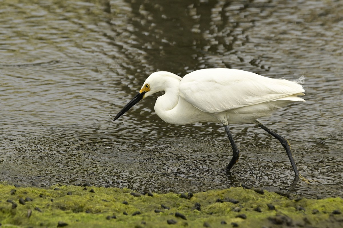 Snowy Egret - ML620716880