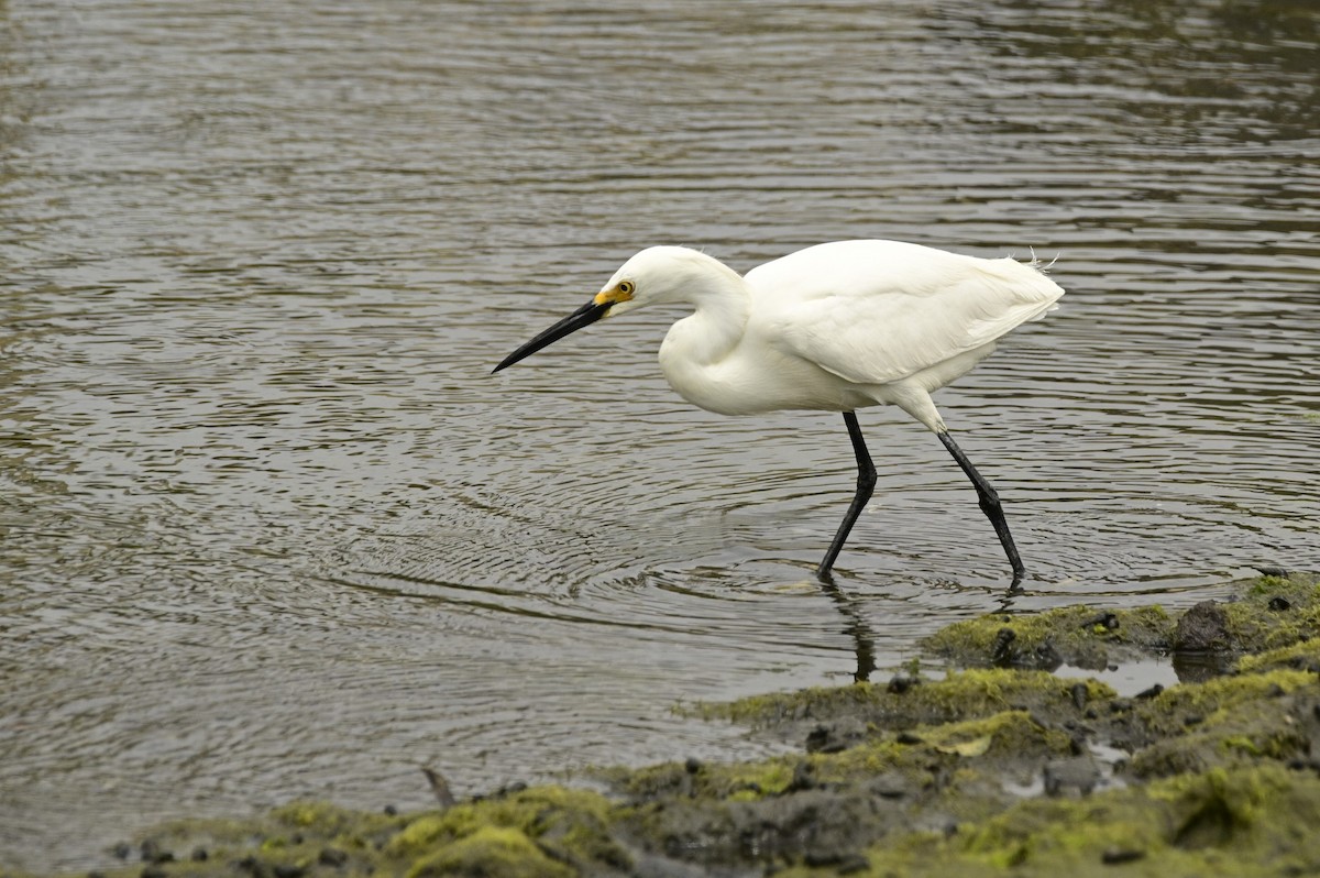 Snowy Egret - ML620716881