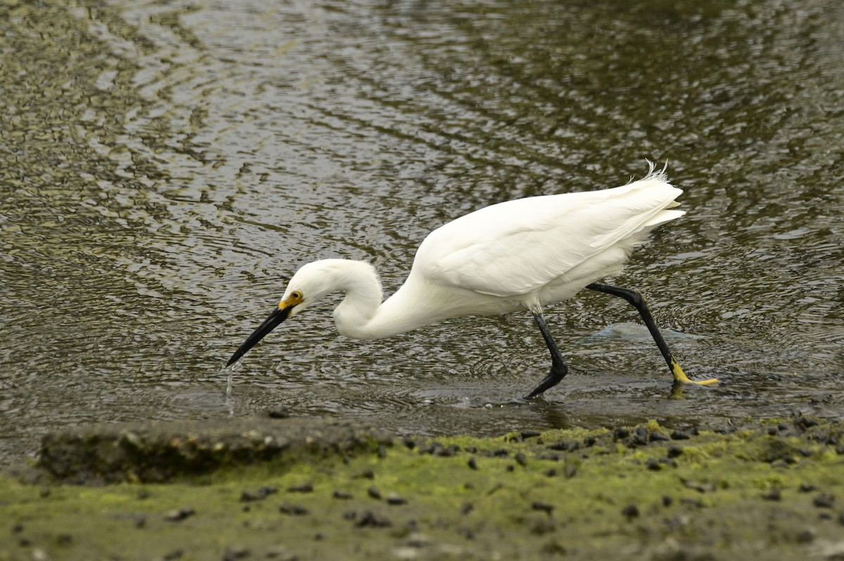 Snowy Egret - ML620716882