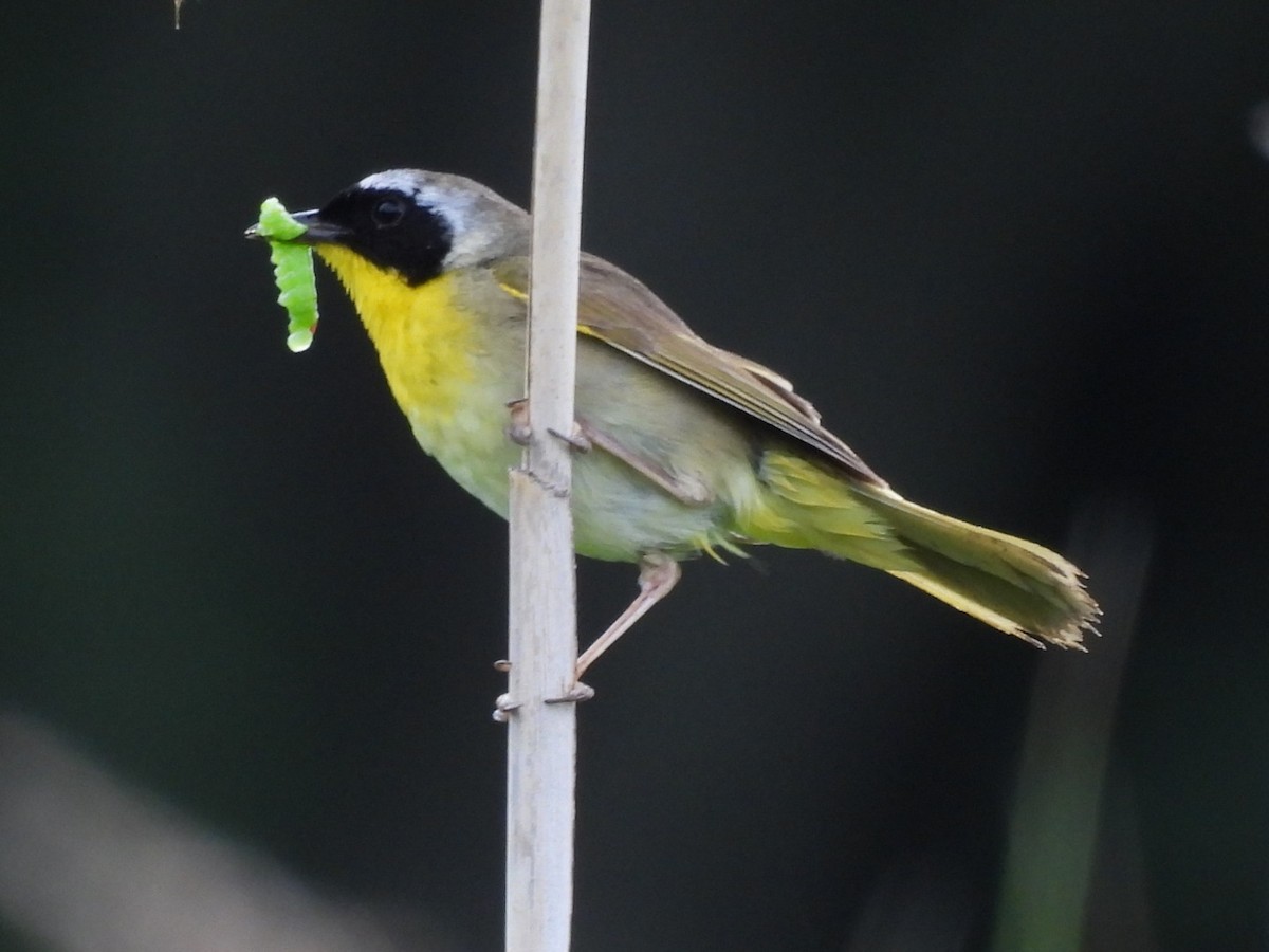 Common Yellowthroat - ML620716886