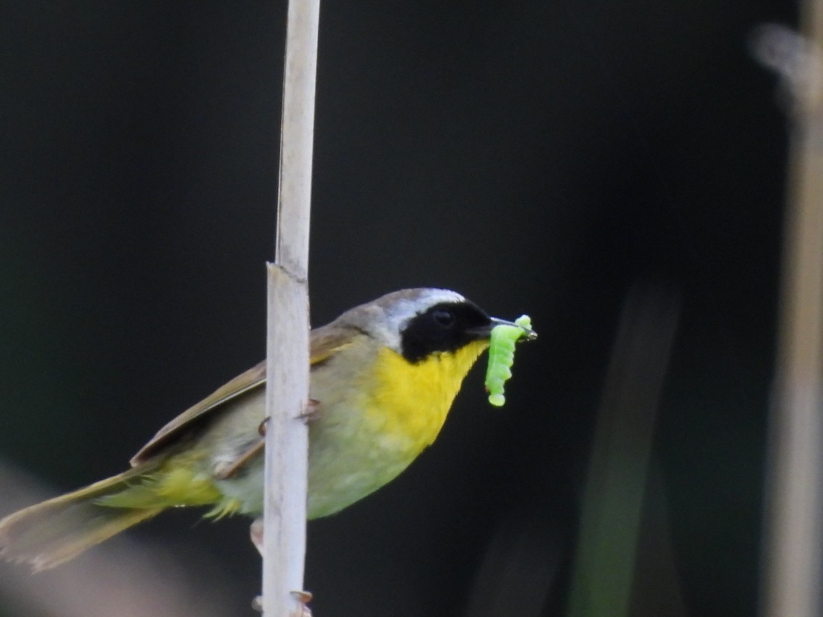 Paruline masquée - ML620716887