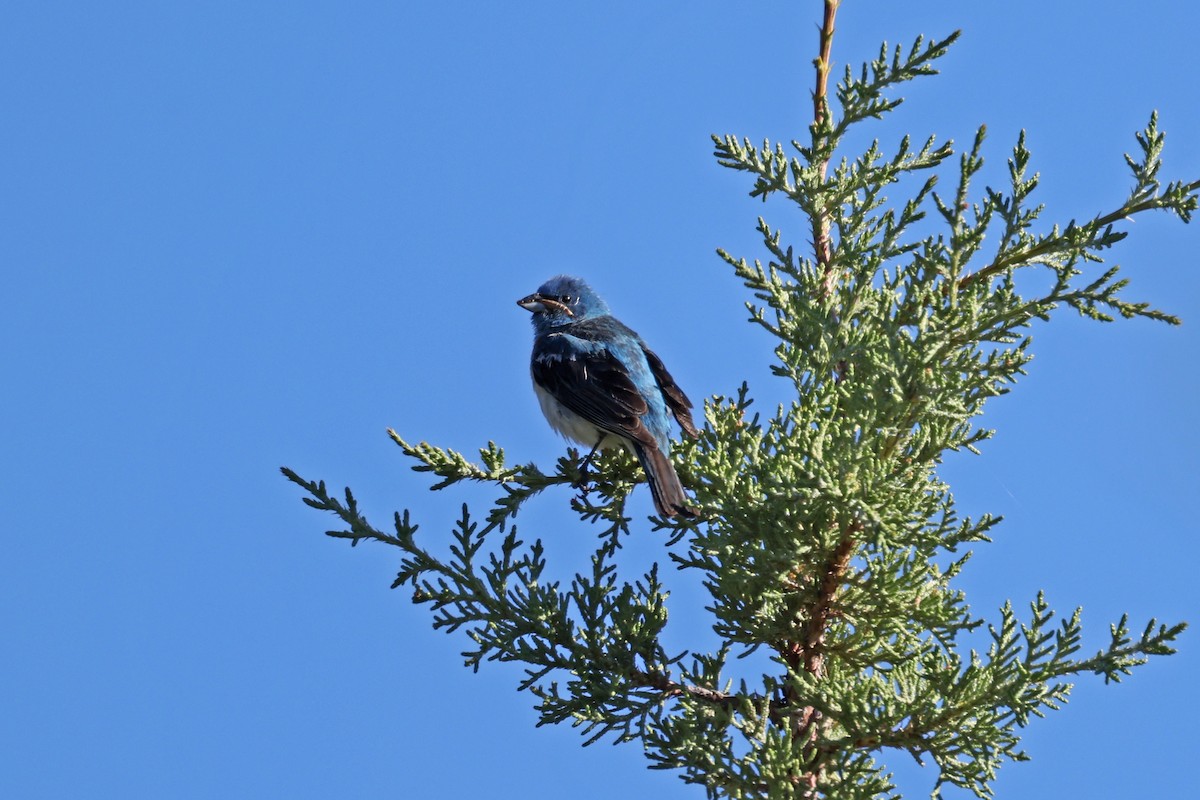 Lazuli Bunting - ML620716890