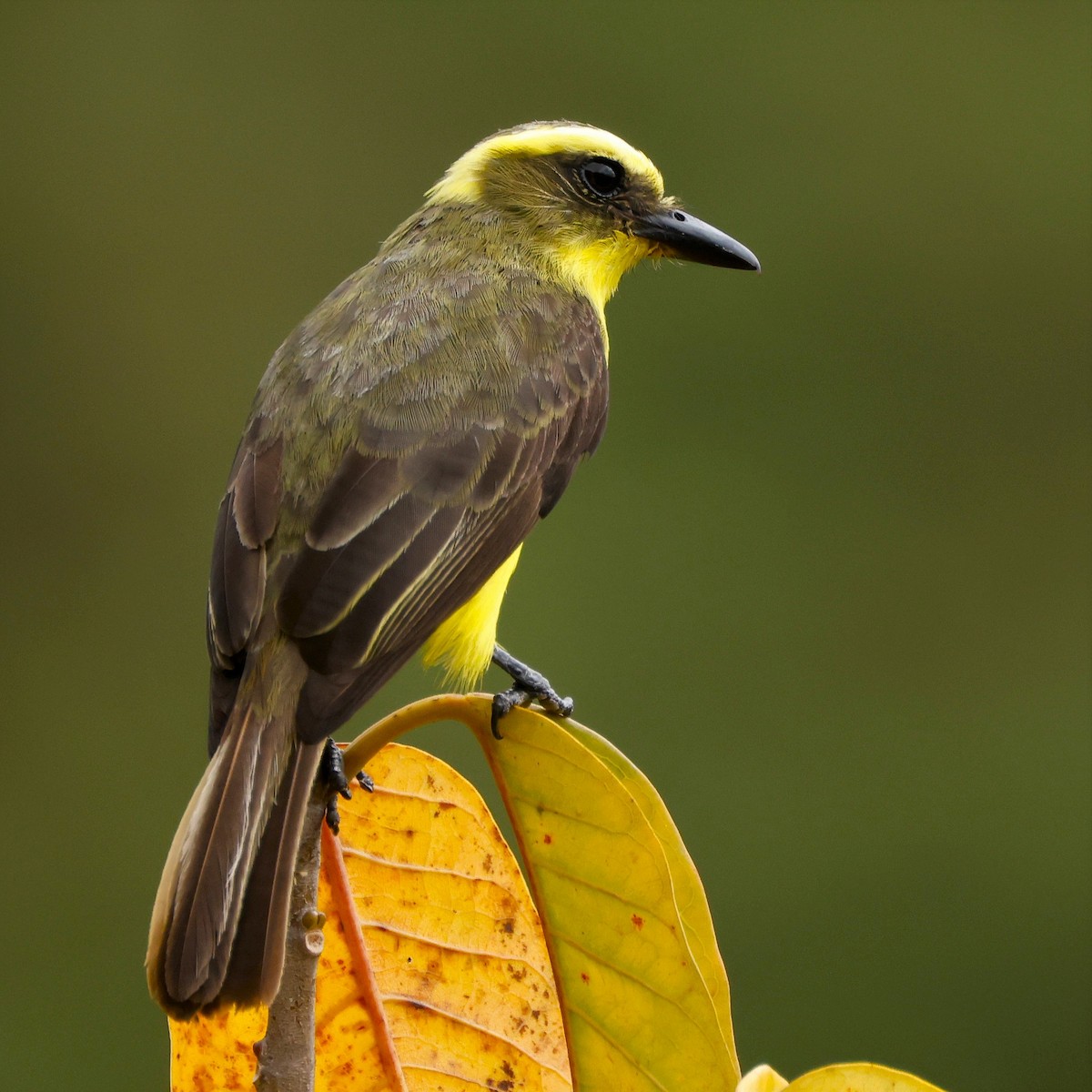 Lemon-browed Flycatcher - ML620716893