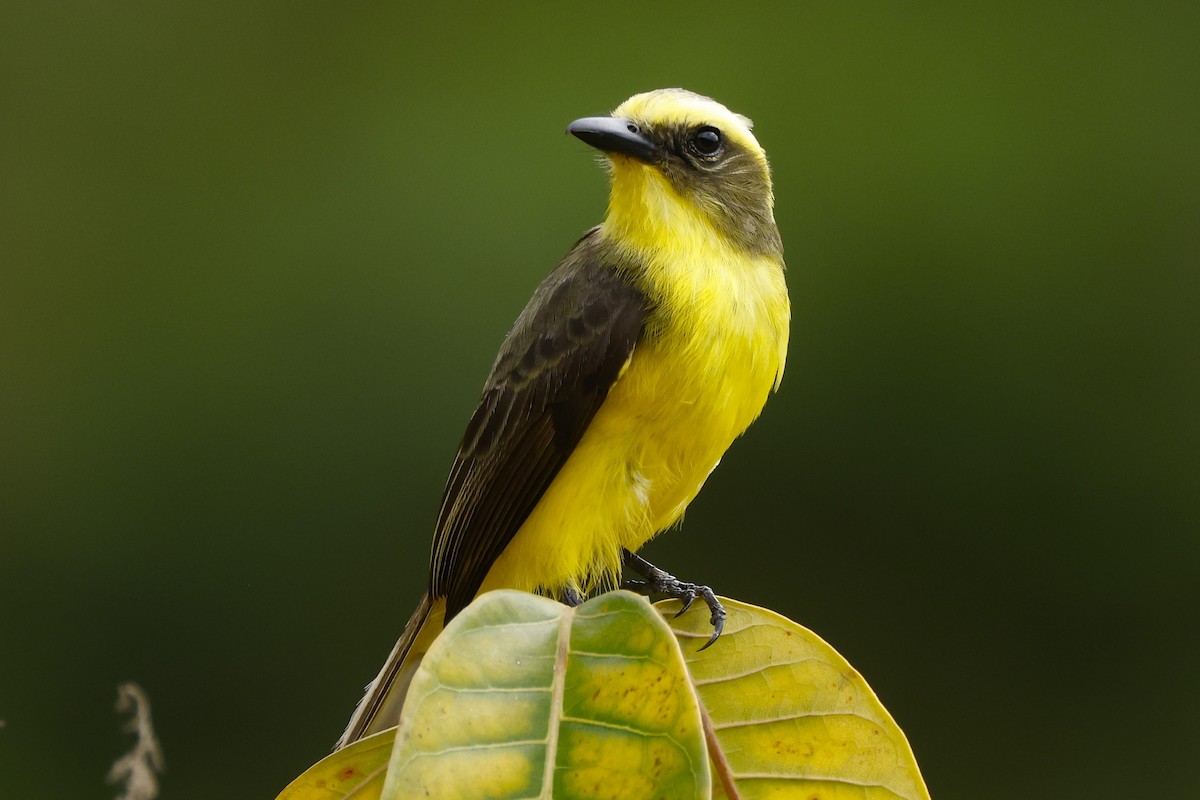 Lemon-browed Flycatcher - ML620716894