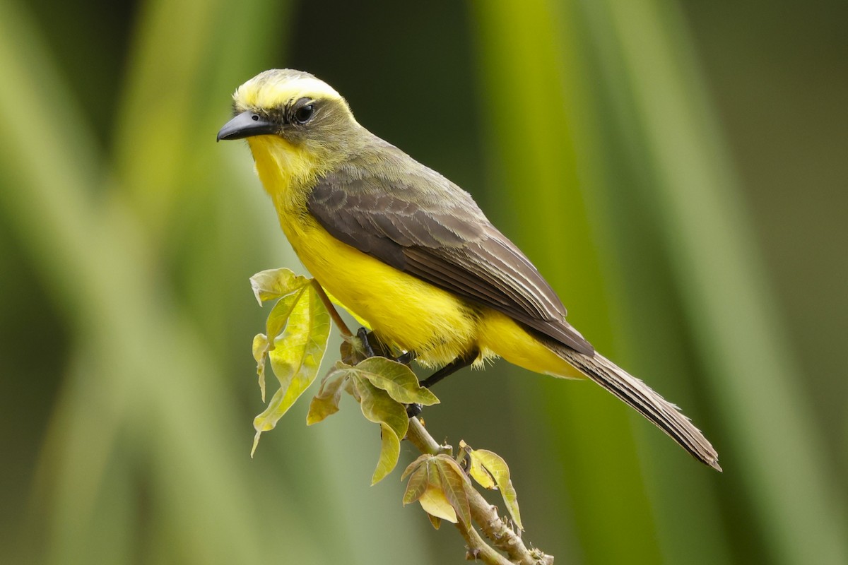 Lemon-browed Flycatcher - ML620716895