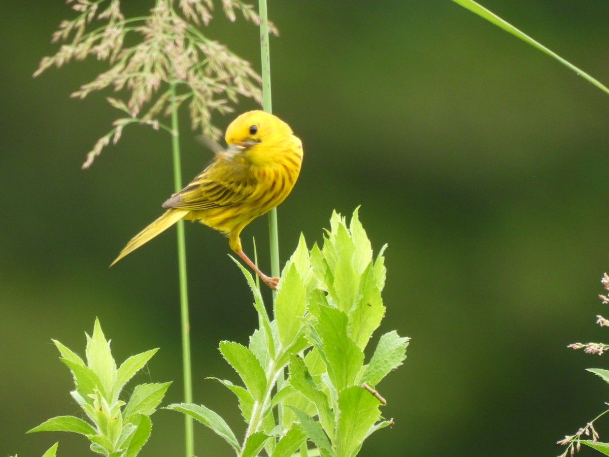 Paruline jaune - ML620716897