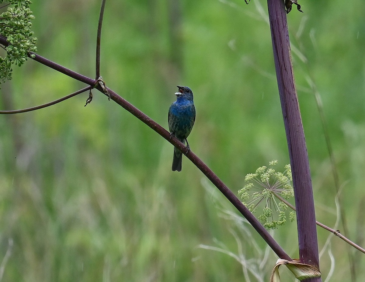 Passerin indigo - ML620716898