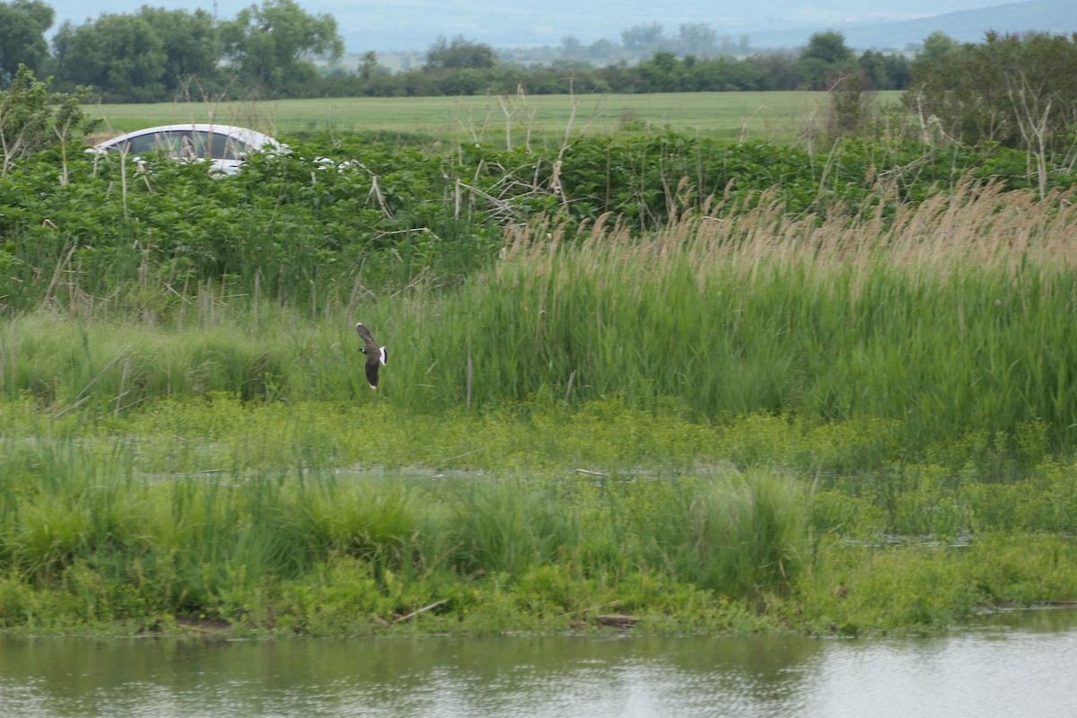 Northern Lapwing - ML620716899