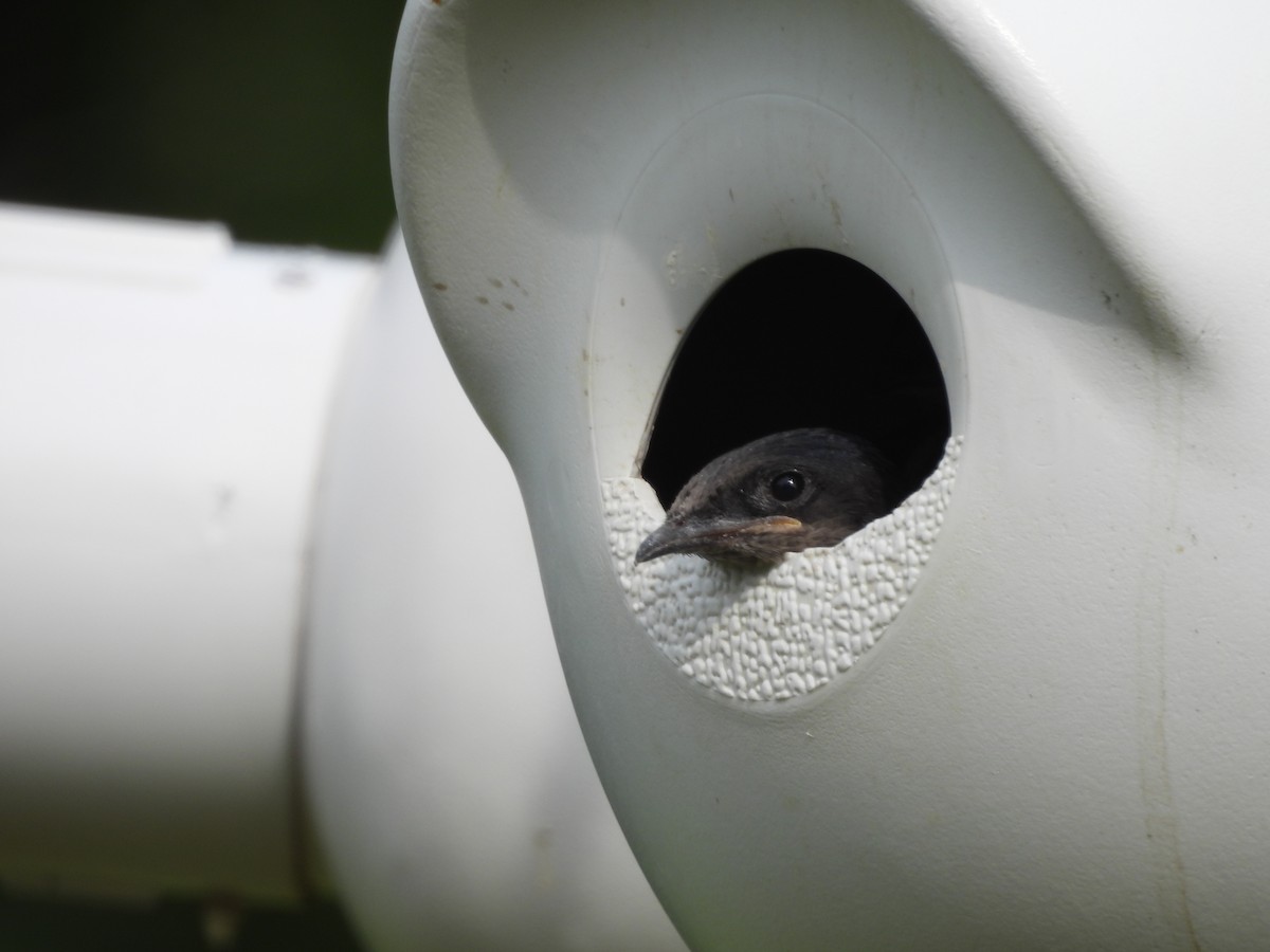 Purple Martin - ML620716904