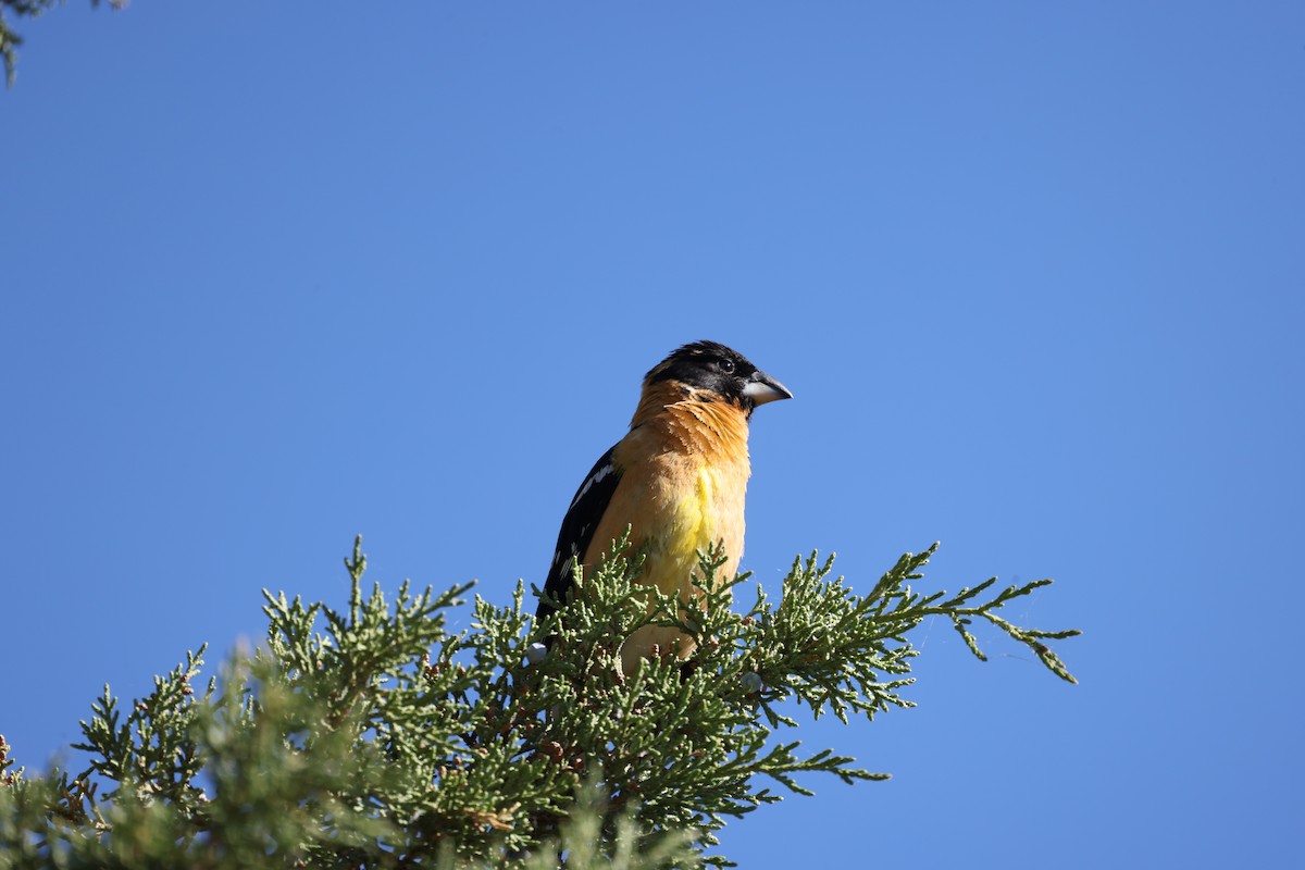 Cardinal à tête noire - ML620716909