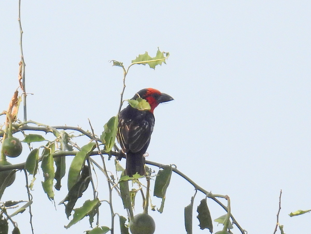 Purpurmasken-Bartvogel - ML620716911