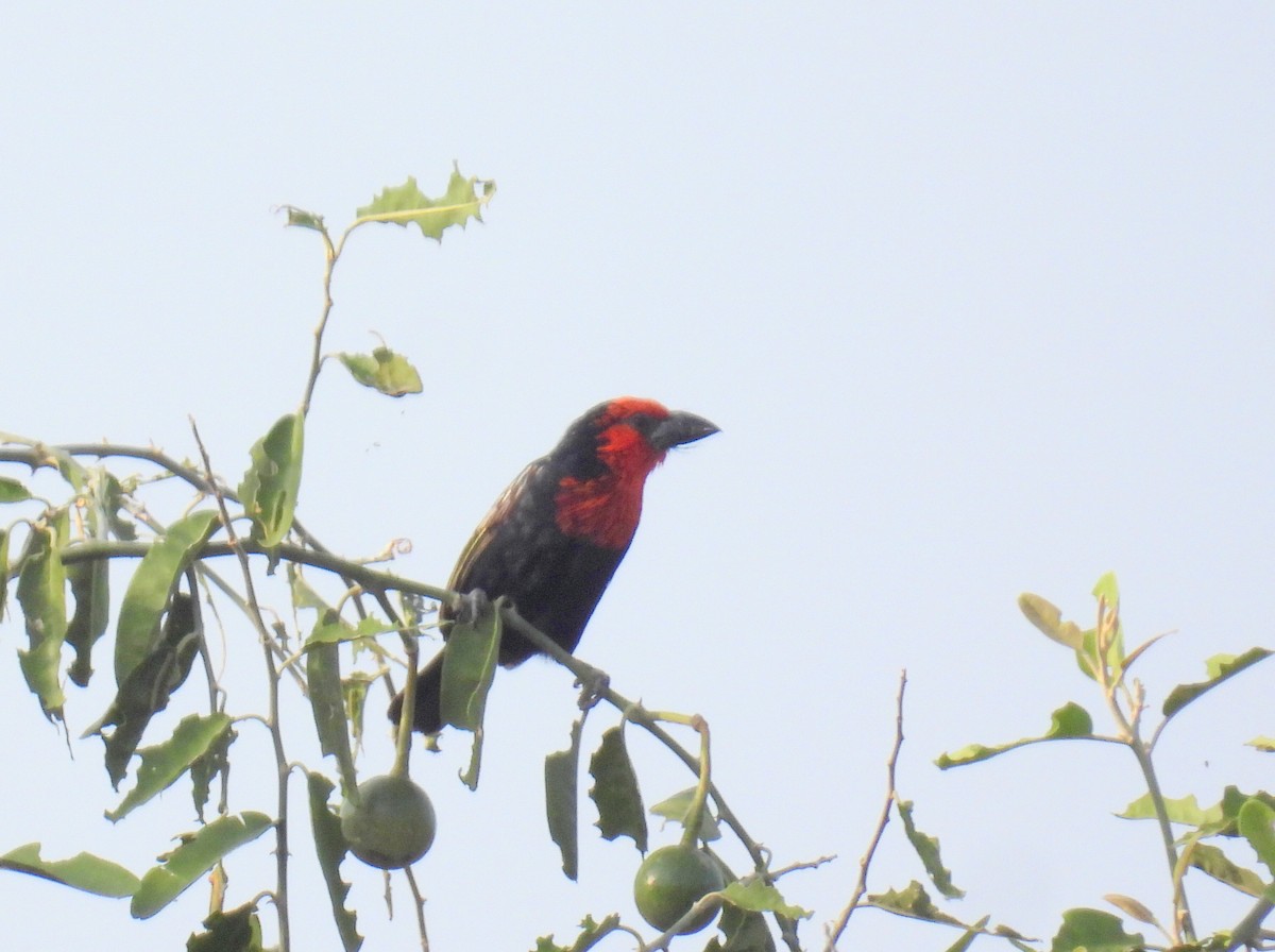 Purpurmasken-Bartvogel - ML620716912