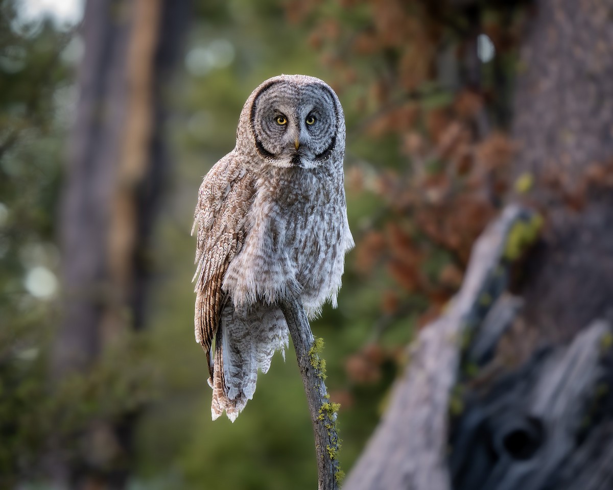 Great Gray Owl - ML620716913