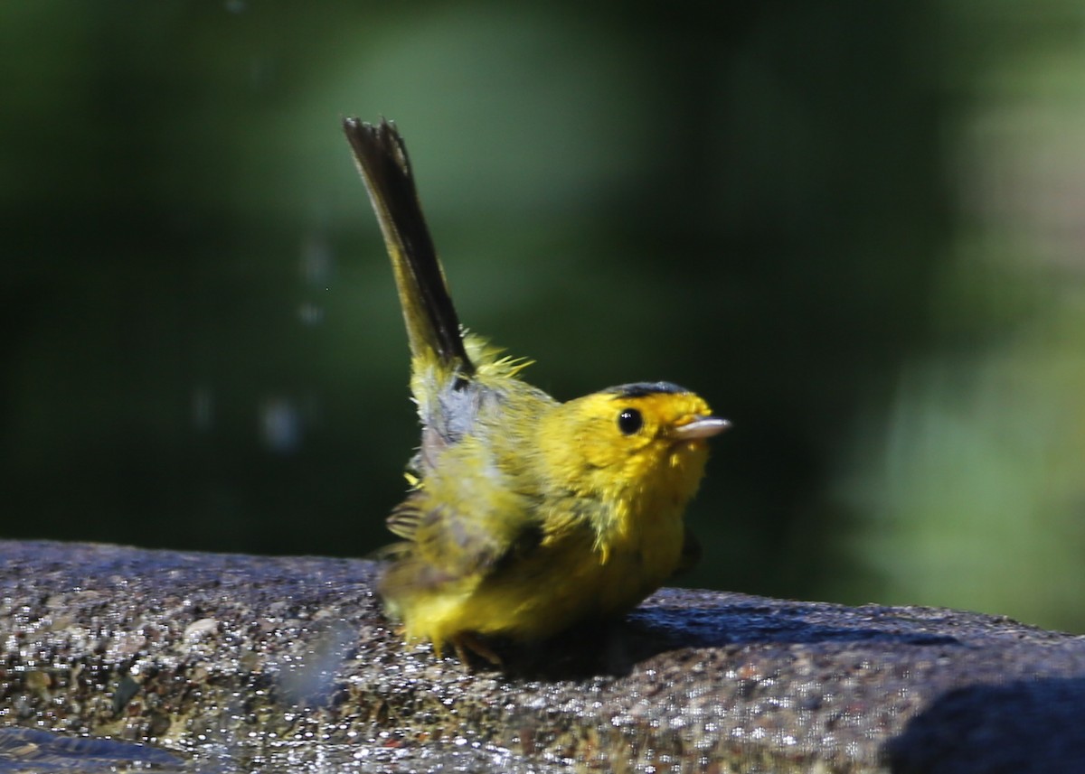 Wilson's Warbler - Linda Dalton