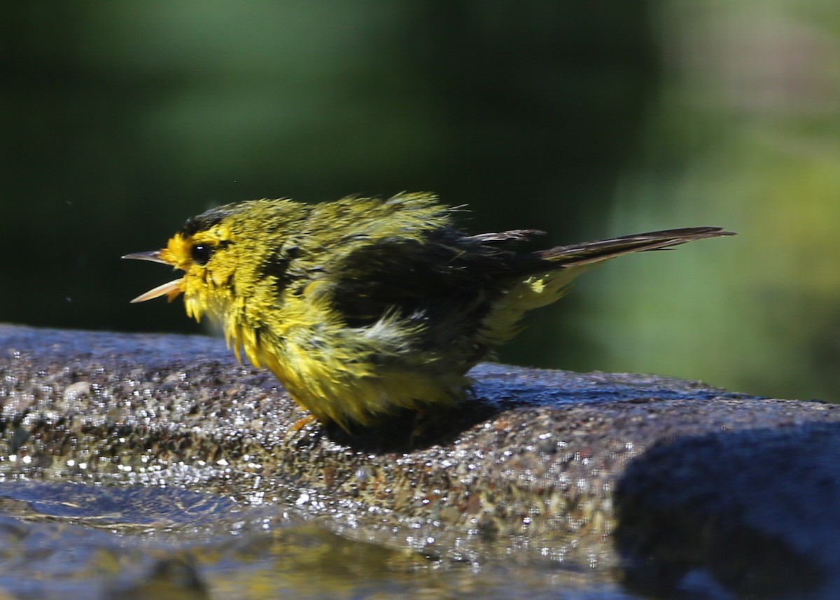 Wilson's Warbler - ML620716915