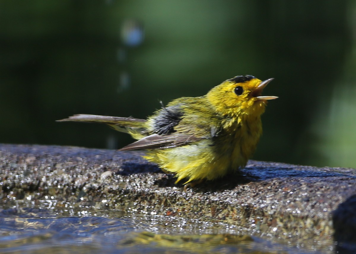 Wilson's Warbler - Linda Dalton