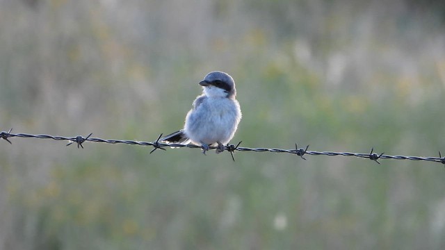 Pie-grièche migratrice - ML620716917