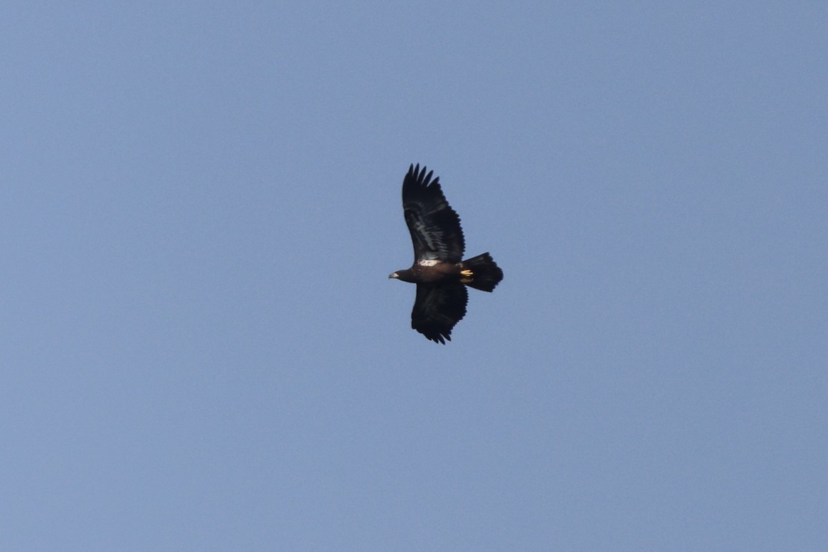 Bald Eagle - ML620716919