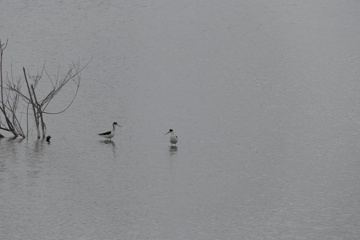 Black-winged Stilt - ML620716926