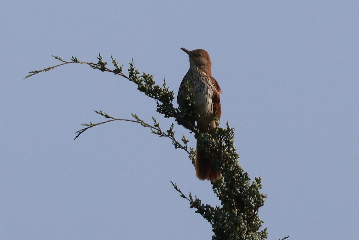 Brown Thrasher - ML620716930