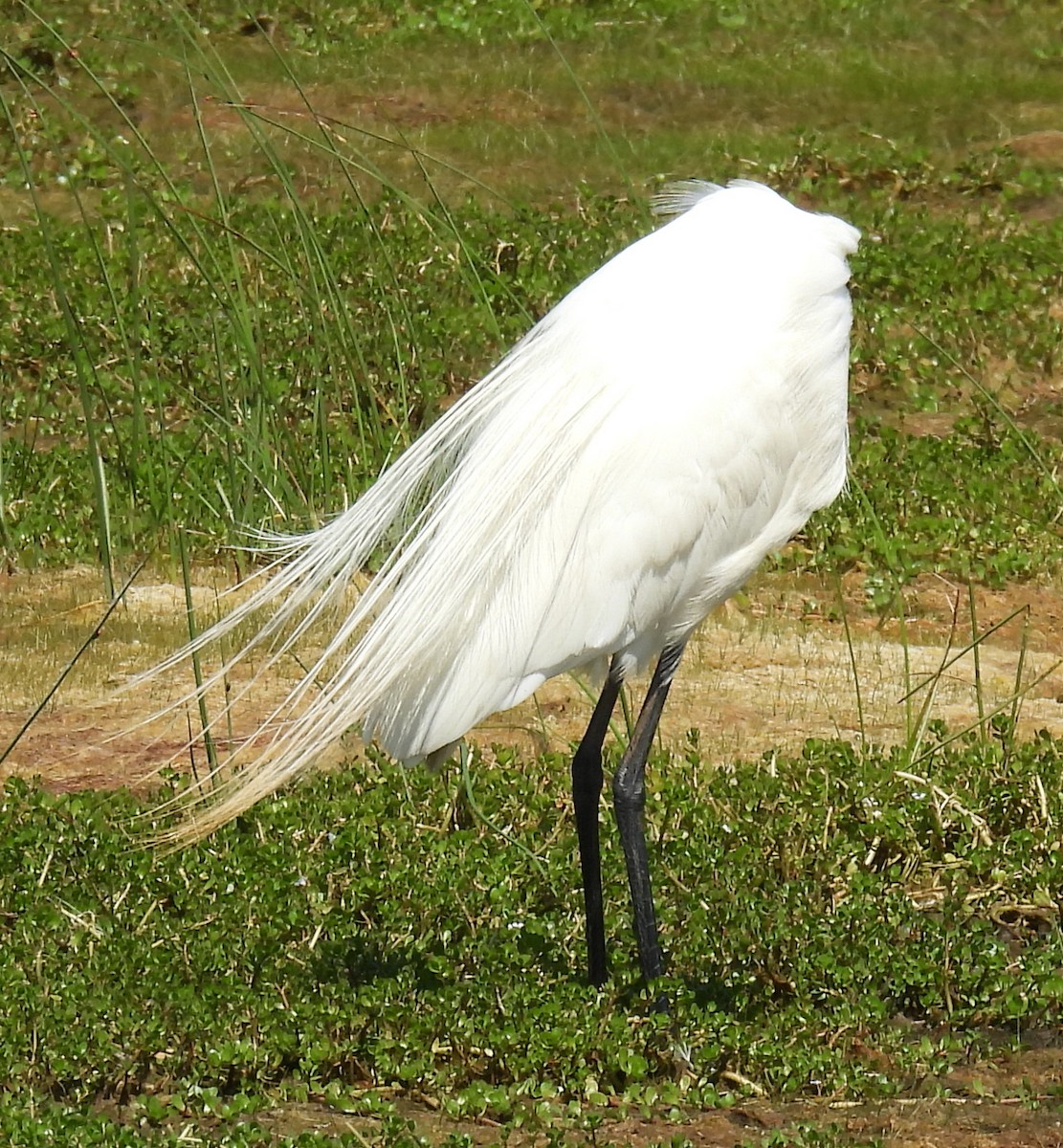 Great Egret - ML620716934