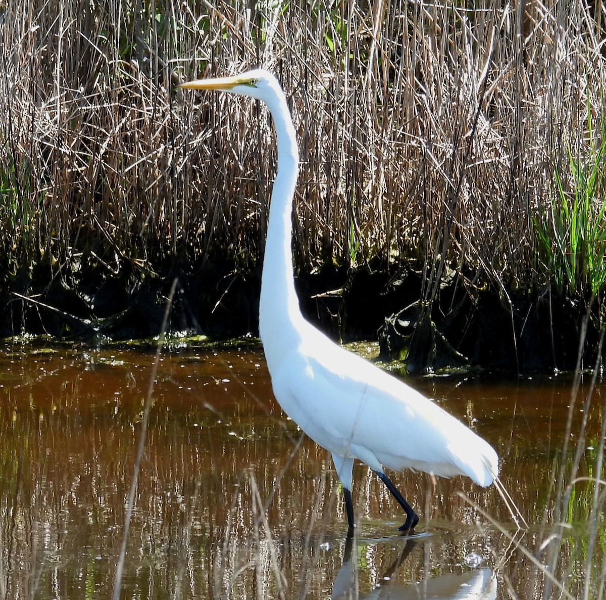 Great Egret - ML620716937