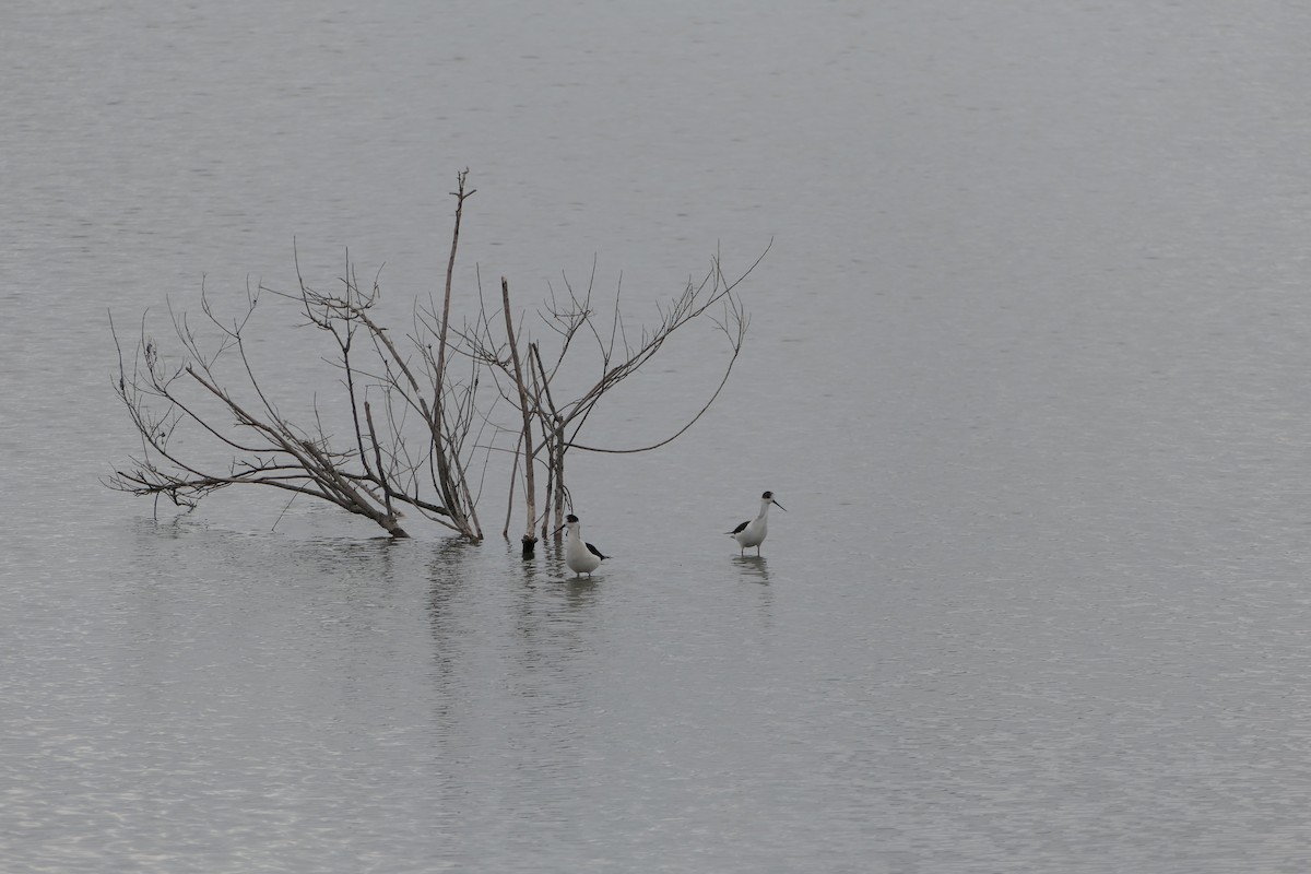 Black-winged Stilt - ML620716944