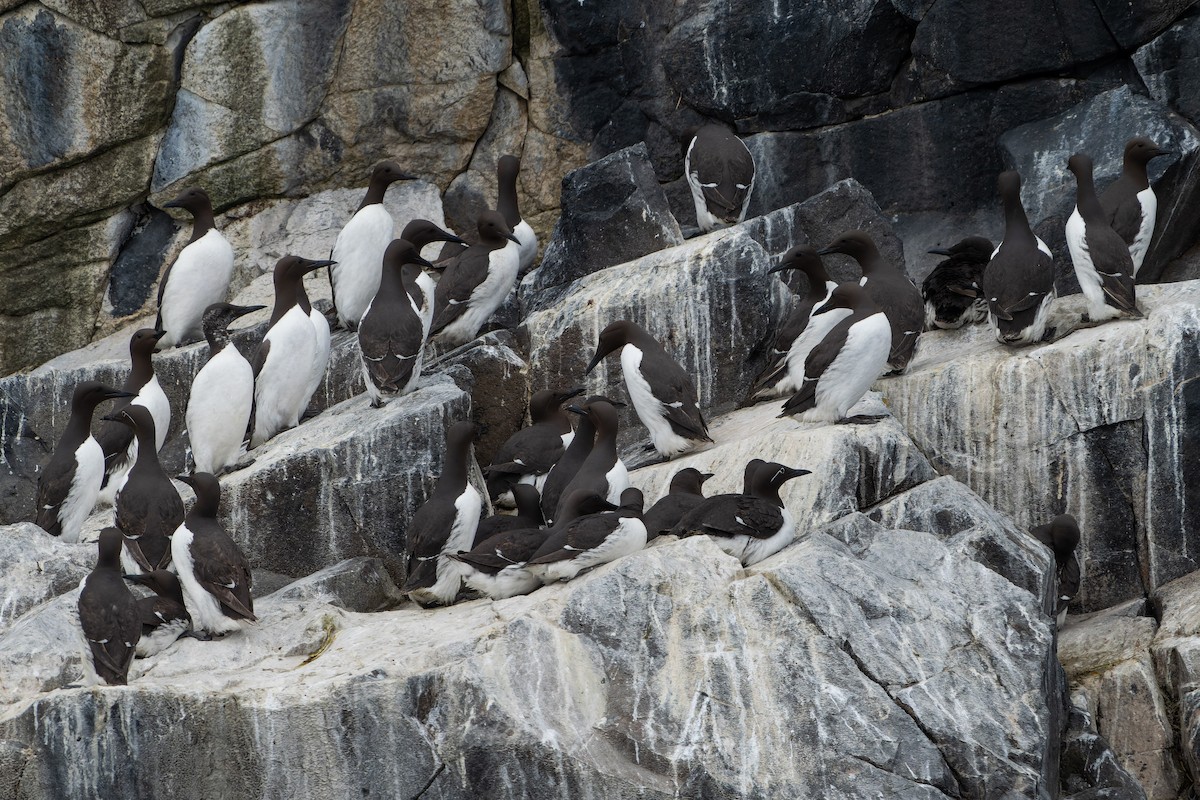 Common Murre - Carsten Stiller