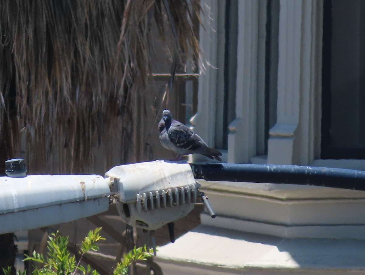 Rock Pigeon (Feral Pigeon) - ML620716952