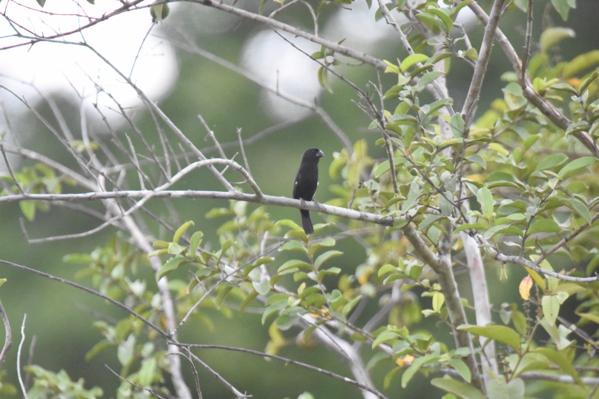 Smooth-billed Ani - ML620716953