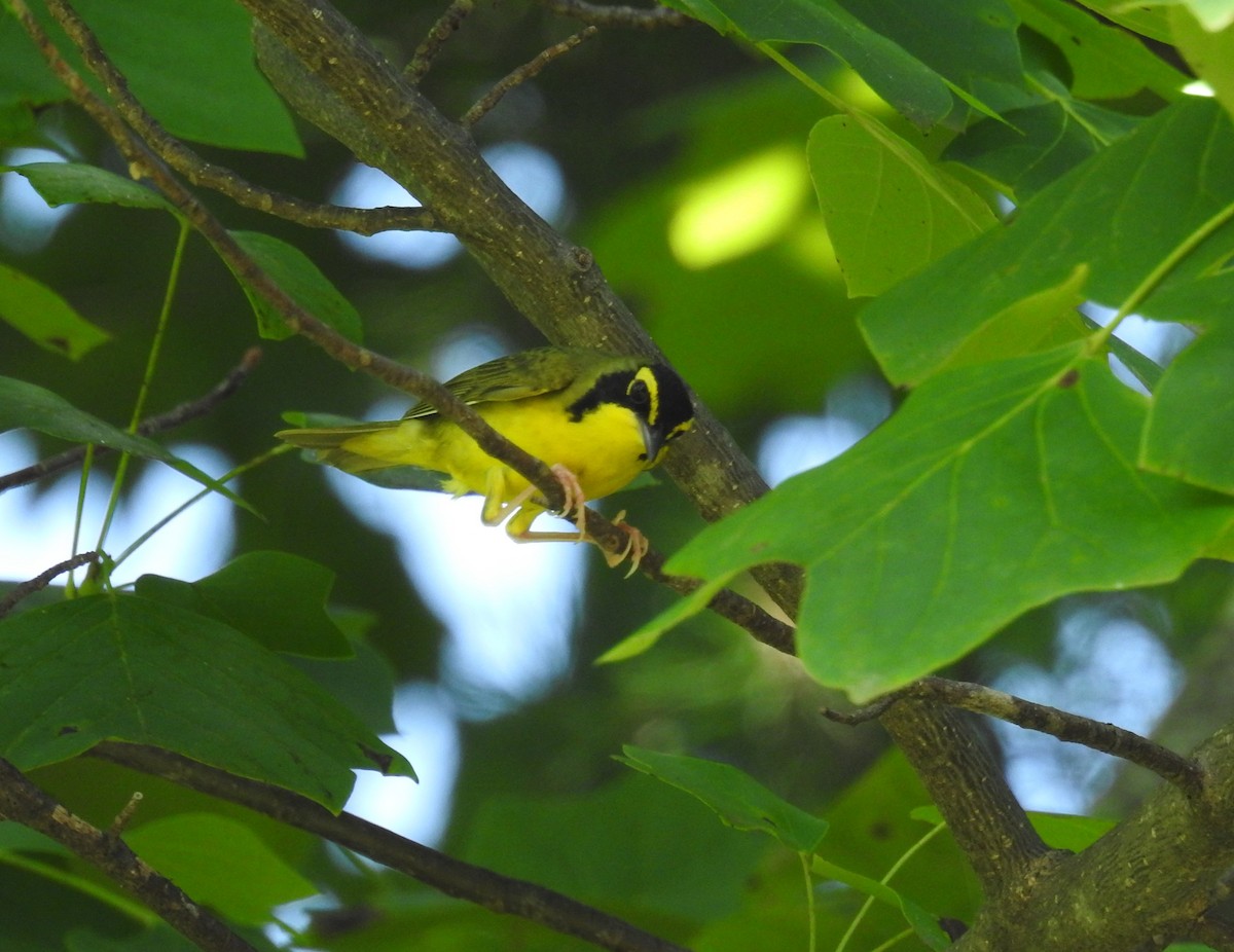 Kentucky Warbler - ML620716955