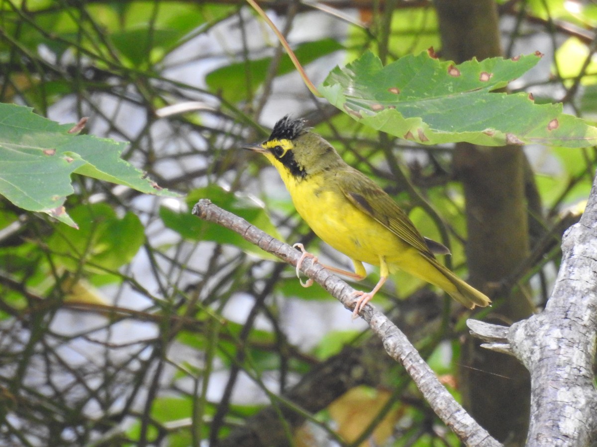 Kentucky Warbler - ML620716956