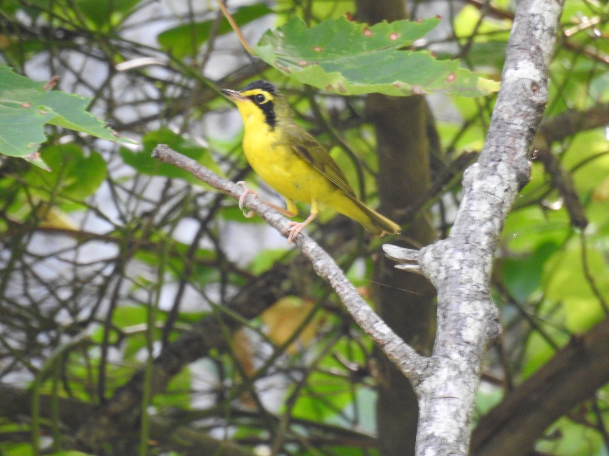 Kentucky Warbler - ML620716957