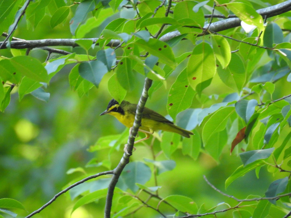 Kentucky Warbler - Alex Trifunovic