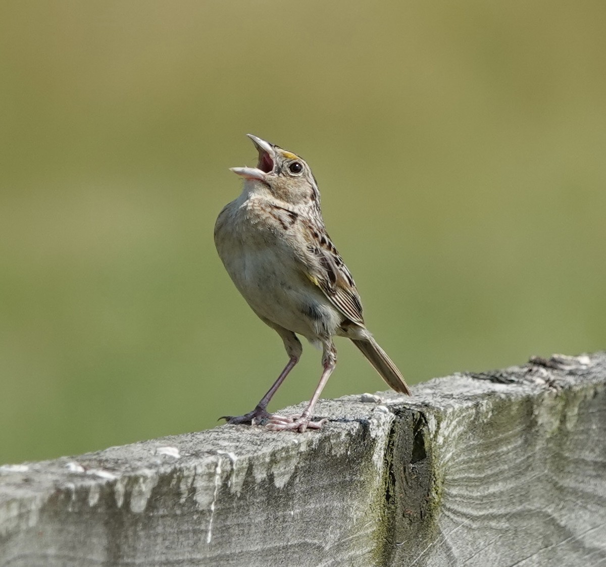 Grasshopper Sparrow - ML620716961