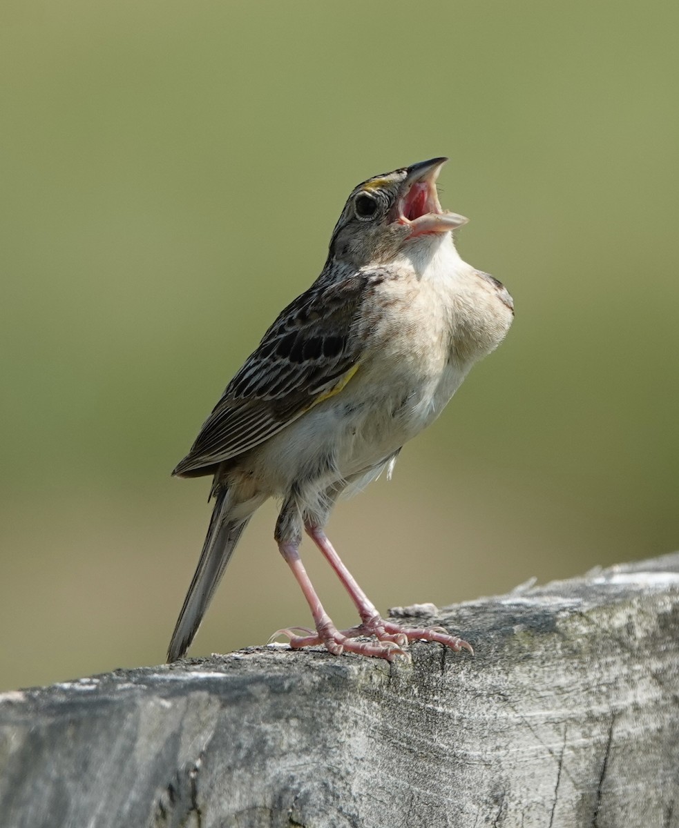 Grasshopper Sparrow - ML620716962