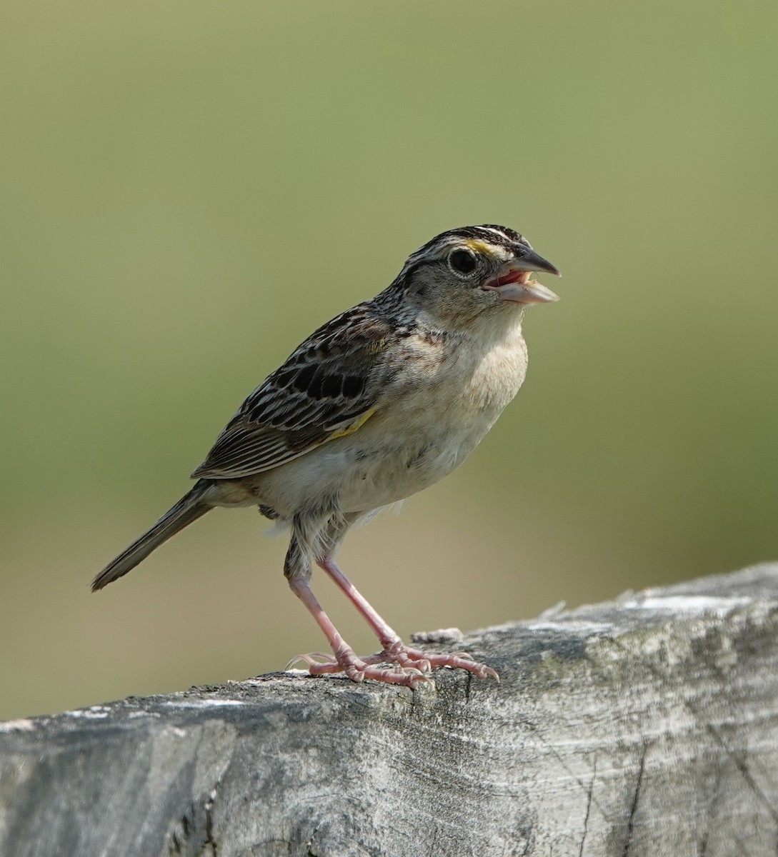 Grasshopper Sparrow - ML620716963